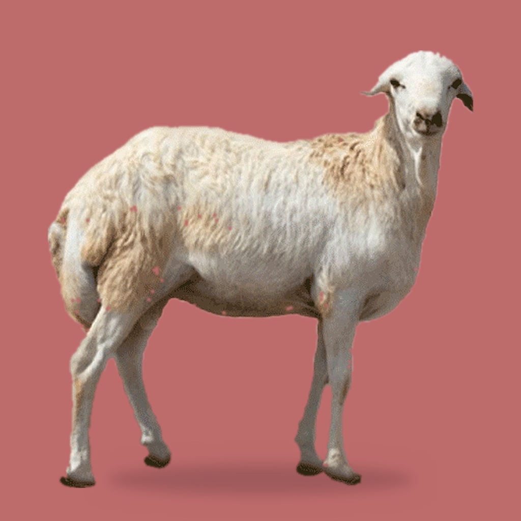 هرفي رفيدي